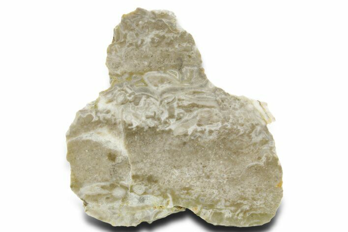 Polished Cambrian Sponge (Archaeocyatha) Fossil - Russia #363036
